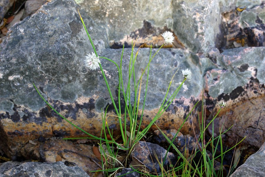 Allium schoenoprasum